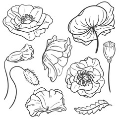 Wall Mural - Hand drawn set of poppy flower. Isolated on white background. Vintage vector illustration.