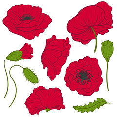 Wall Mural - Hand drawn set of poppy flower. Isolated on white background. Vintage vector illustration.