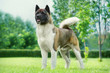 American Akita in the garden on the green lawn Portrait of a dog's exhibition stand