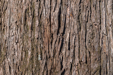 texture of a tree close-up