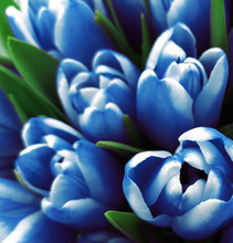Tulips Flowers. Bouquets Of White-blue Tulips.  Spring Background With Flowers Tulips.  Closeup. Nature.
