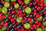 Various kinds of fresh berries as background