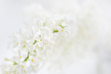 Lilac (Syringa) Flowers On White Background. Place For Text.