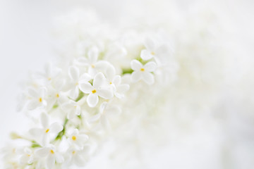 Lilac (Syringa) flowers on white background. Place for text.