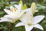 White lilium flower, Lilieae
