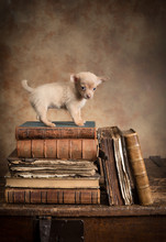 Puppy Dog On Vintage Books