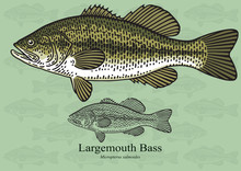 Largemouth Bass. Vector Illustration For Artwork In Small Sizes. Suitable For Graphic And Packaging Design, Educational Examples, Web, Etc.