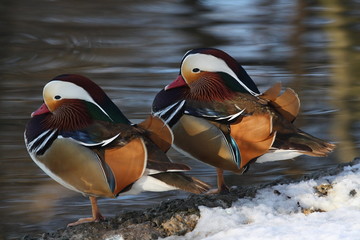 wildlife