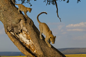 wildlife
