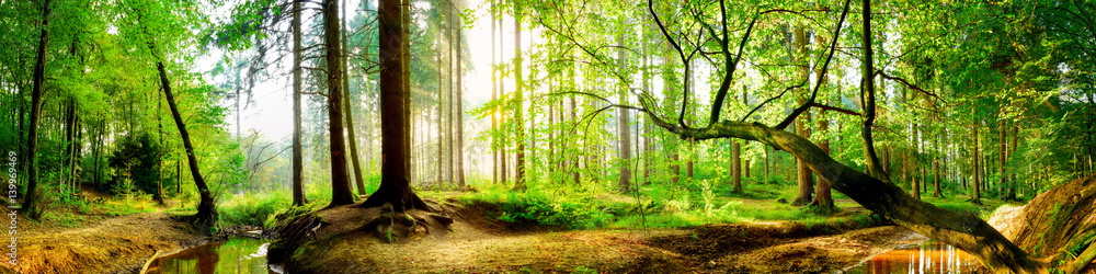 Idyllischer Wald mit Bach bei Sonnenaufgang - obrazy, fototapety, plakaty 