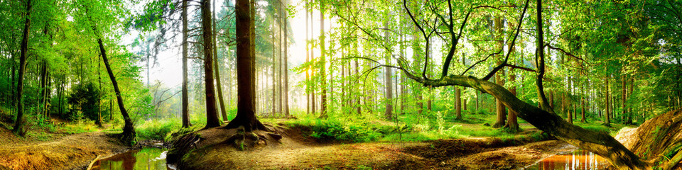 Poster - Idyllischer Wald mit Bach bei Sonnenaufgang