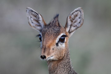 wildlife
