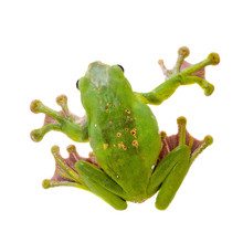 Giant Denny's Whipping Frog Isolated On White