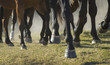 Closeup detail of herd of horse legs running