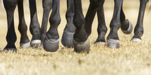 Closeup Detail Of Herd Of Horse Legs Running