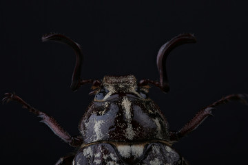 Wall Mural - Head of  beetle (Polyphylla fullo) on black