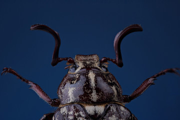 Wall Mural - Head of  beetle (Polyphylla fullo) on blue