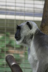 Poster - black-and-white colobus monkey