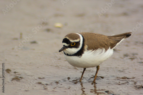 Fotografija corriere piccolo (Charadrius dubius) - ritratto