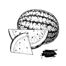 Watermelon And Slice Vector Drawing. Isolated Hand Drawn Berry