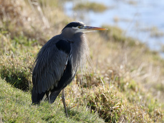 Sticker - Backlit Great Blue Heron