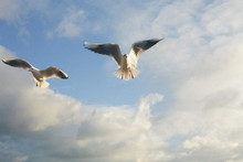 Two Seagulls In Flight, Low Angle View 