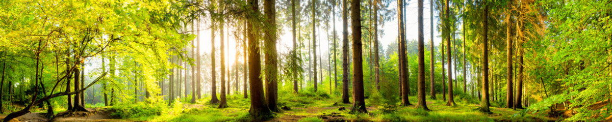 Poster - Idyllischer Wald bei Sonnenaufgang