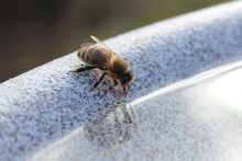 A Thirsty Bee Is Drinking From A Water Bowl
