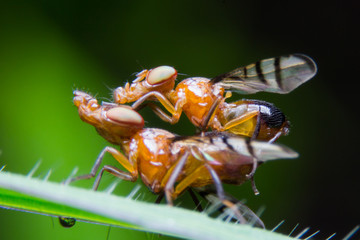 Mating shots of insects. Insects mating.