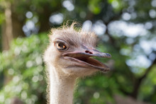 Ostrich Female Head Close-up