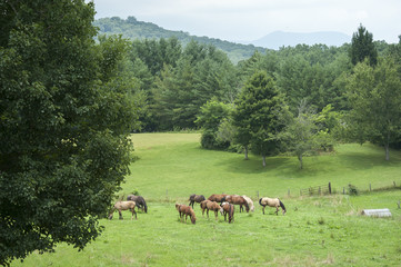 Wall Mural - Horse herd with mixed breeds