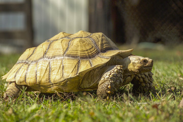 captive African Box Turtle