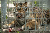 Fototapeta  - Captive Bengal Tiger