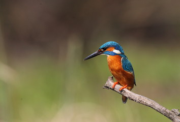 Wall Mural - kingfisher