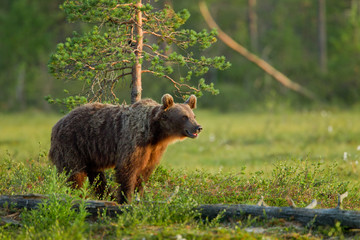 animal