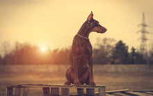 Doberman Pinscher Poses For The Camera