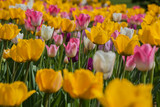 Fototapeta Tulipany - Colorful tulip field are growing in the Moscow park in the spring, floral background