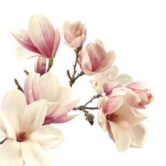 Fotomurales - magnolia 
