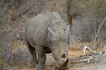 Poster - rhino walking free in savannah