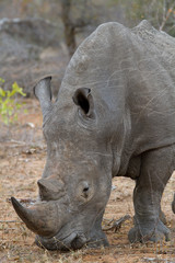 Canvas Print - rhino walking free in savannah