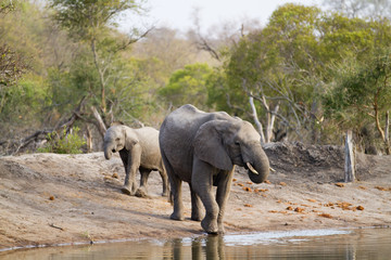 Poster - elephants drinking water in kruger national park