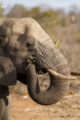 Poster - elephants eating grass in the kruger national park