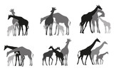 Fototapeta Konie - Set of black silhouettes of giraffes family