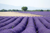 Fototapeta Kwiaty - Lavendelfeld in Frankreich