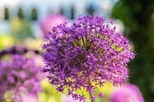 Honey Bee Pollinates Purple Allium Flower