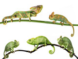 Fototapeta Zwierzęta - chameleon - Chamaeleo calyptratus on a branch, females and males