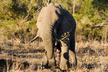 Wall Mural - elephant drinking and eating in the kruger national park