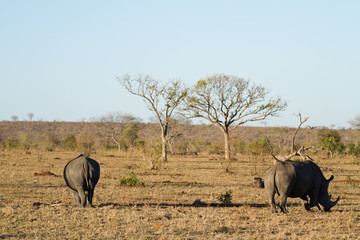 Canvas Print - rhinos walking in the plains of the kruger national park