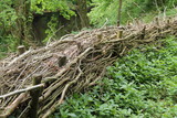 Fototapeta Las - An Example of Hedge Laying as a Woodland Boundary.