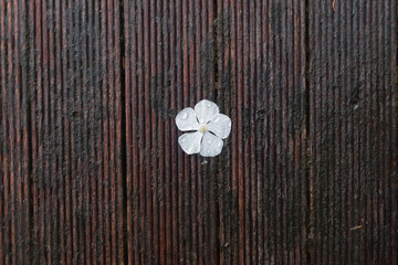 Pretty white frangipani flower on wood floor.